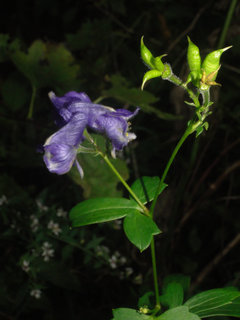 Aconitum uncinatum, Monkshood
