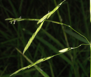 Leersia oryzoides, Rice Cut Grass