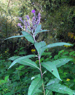 Vernonia noveboracensis, New York Ironweed