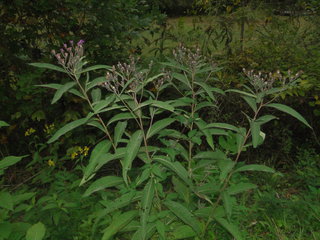 Vernonia noveboracensis, New York Ironweed