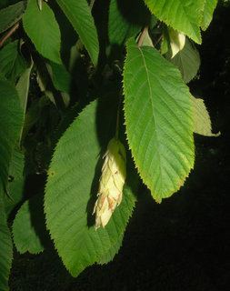 Ostrya virginiana, Hophornbeam