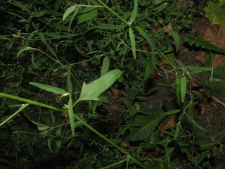 Chenopodium pratericola