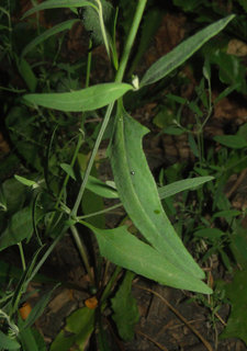 Chenopodium pratericola