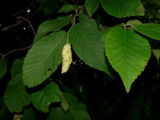 Ostrya virginiana, Hophornbeam