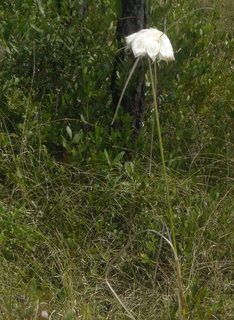 Eriophorum virginicum