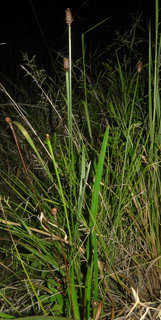 Xyris iridifolia
