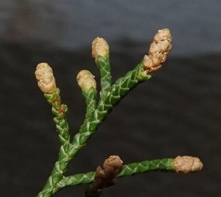 Juniperus virginiana, pollen cones