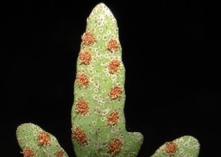 Pleopeltis polypodioides var. michauxianium