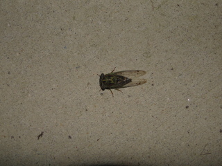 Magicicada cassini, Cicada