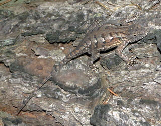 Sceloporus undulatus, Fence Lizard