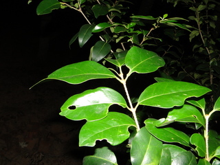 Ligustrum japonicum