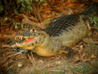 Crocodylus niloticus
