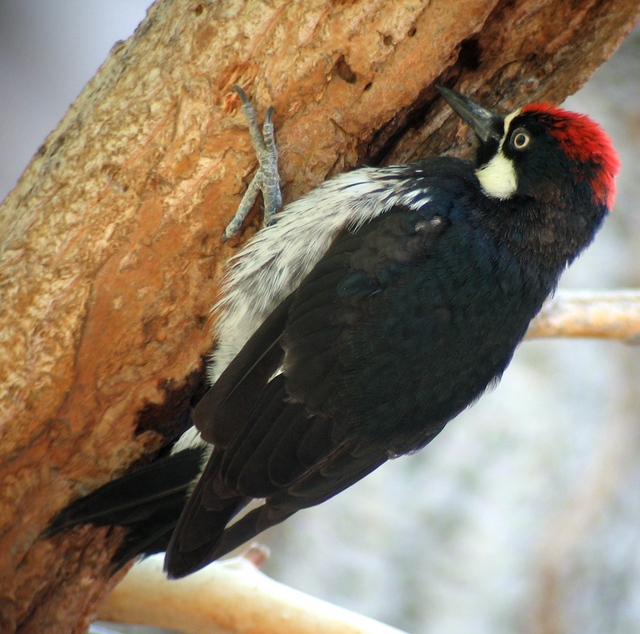 Melanerpes formicivorus, _Acorn_Woodpecker, I_TS5