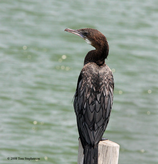 Phalacrocorax niger, little cormorant