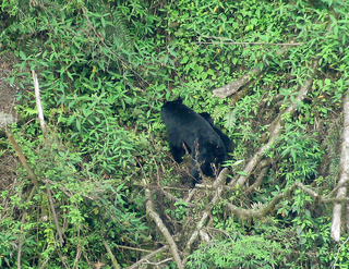Ursus thibetanus, himalayan black bear