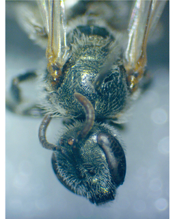 Lasioglossum albipenne