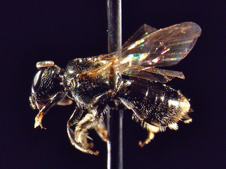 Lasioglossum anomalum, female, profile