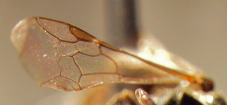 Lasioglossum anomalum, female, wing