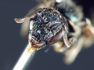 Lasioglossum oceanicum, female face