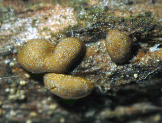 Calomyxa metallica