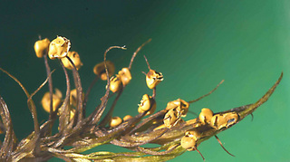 Diderma ochraceum
