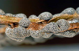Lepidoderma chailletii