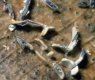 Physarum echinosporum