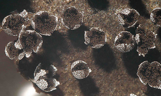 Physarum leucophaeum