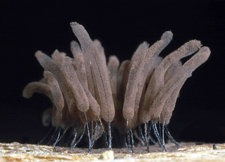 Stemonitis pallida