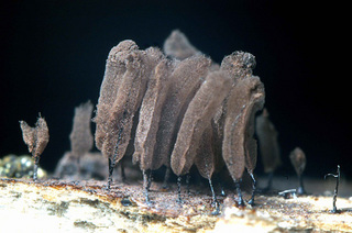 Stemonitis virginiensis