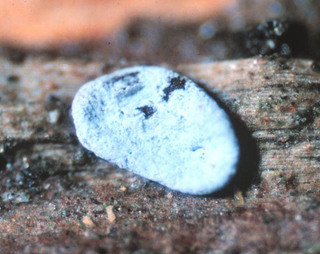 Didymium orthonemata