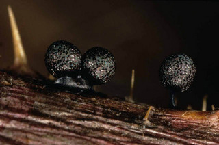 Lamproderma echinosporum