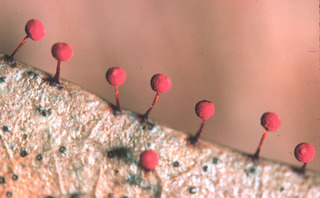 Physarum roseum