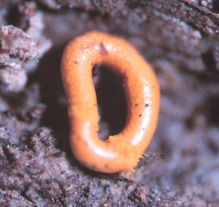 Hemitrichia serpula