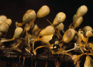 Physarum albescens