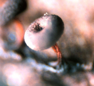 Physarum javanicum