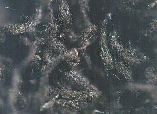 Schenella microspora