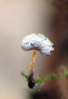 Badhamia gracilis
