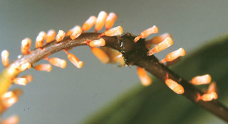 Craterium leucocephalum
