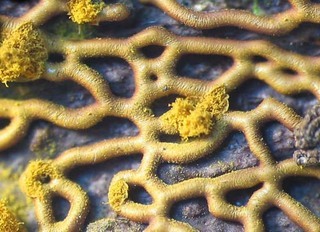 Hemitrichia serpula