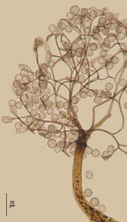Clastoderma debaryanum