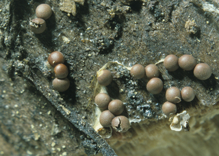 Diderma asteroides