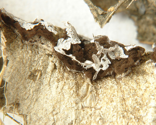 Didymium anellus