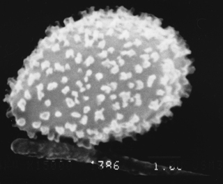 Elaeomyxa miyazakiensis