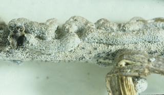 Lepidoderma granuliferum