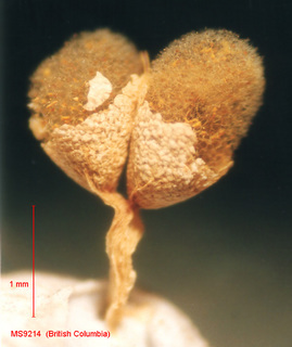 Physarum albescens