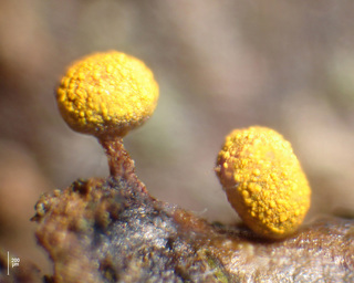 Physarum auriscalpium