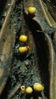 Physarum brunneolum