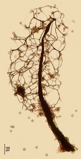 Stemonitis mussooriensis