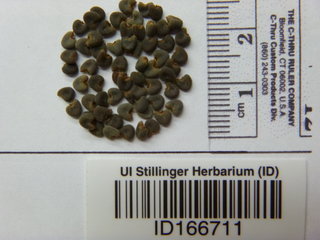 Abutilon theophrasti, seed